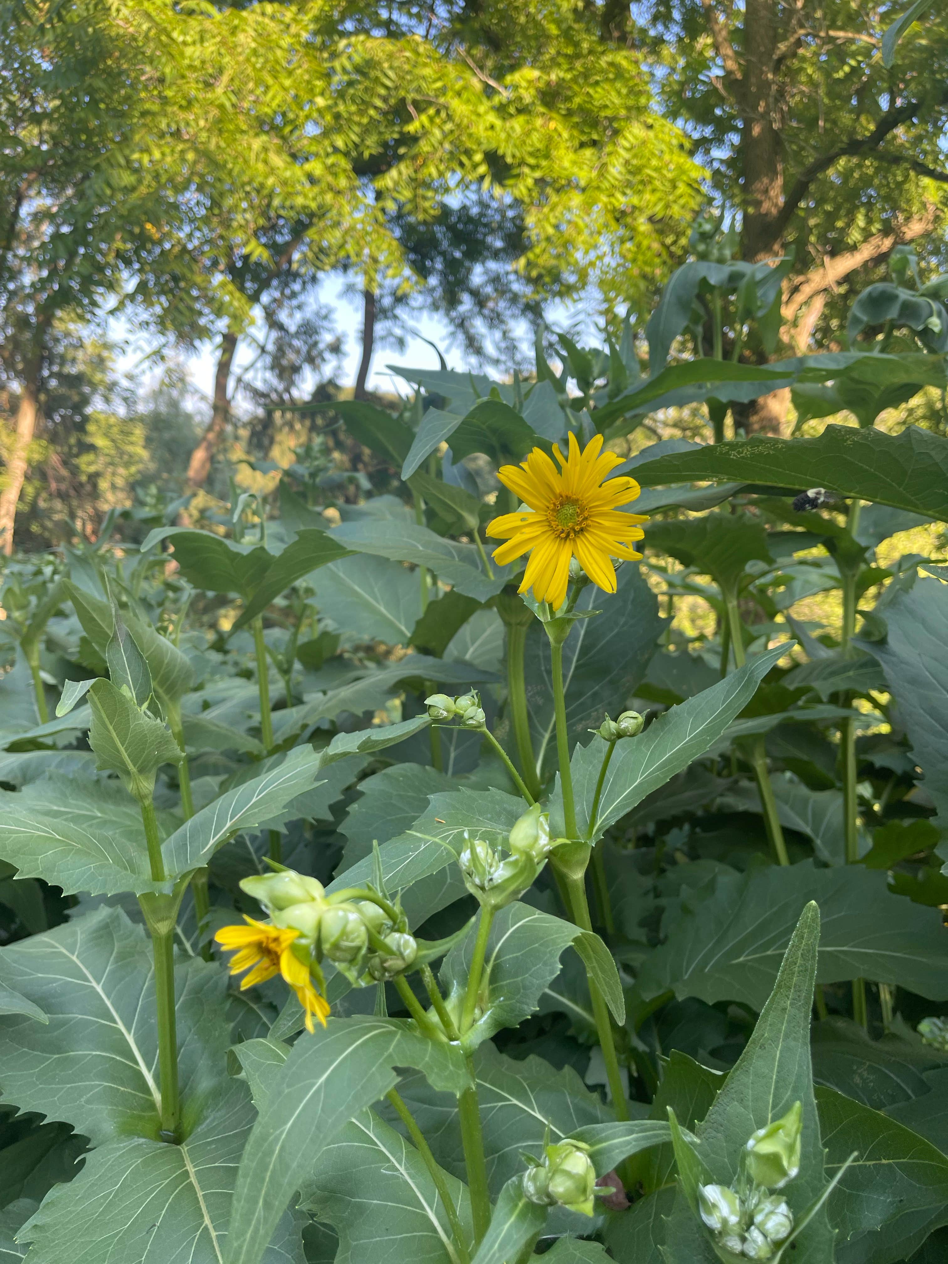 Camper-submitted photo at Tall Sycamore Campground near Wabash, IN