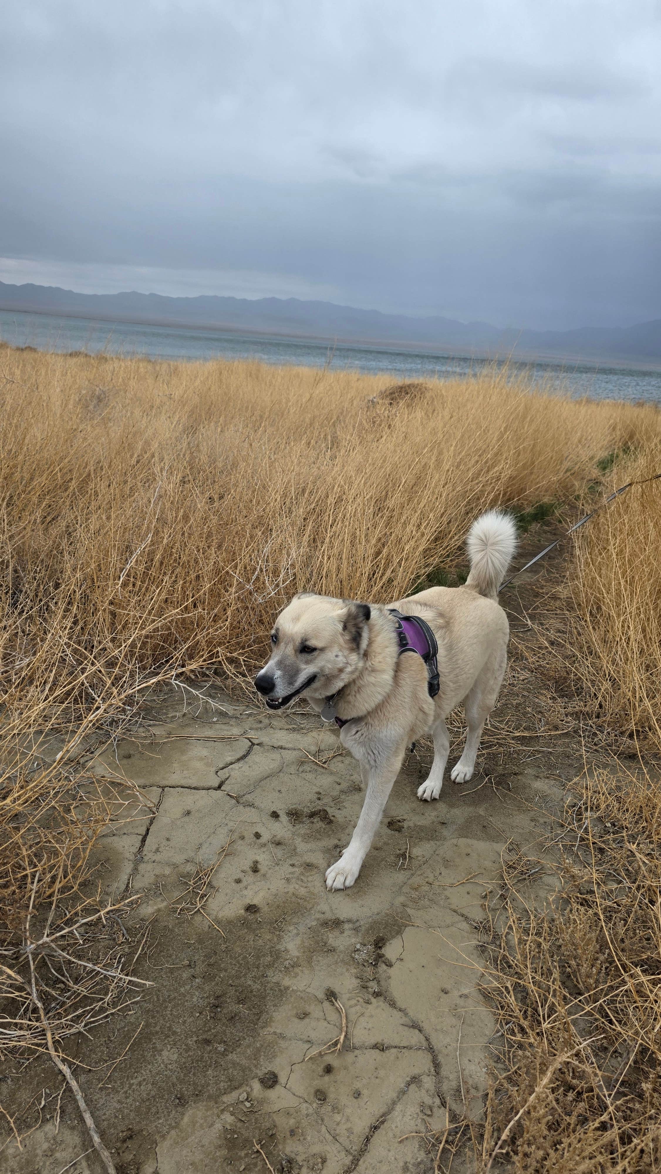Renee T.'s photo of camping with pets at Tamarack Beach near Hawthorne, NV