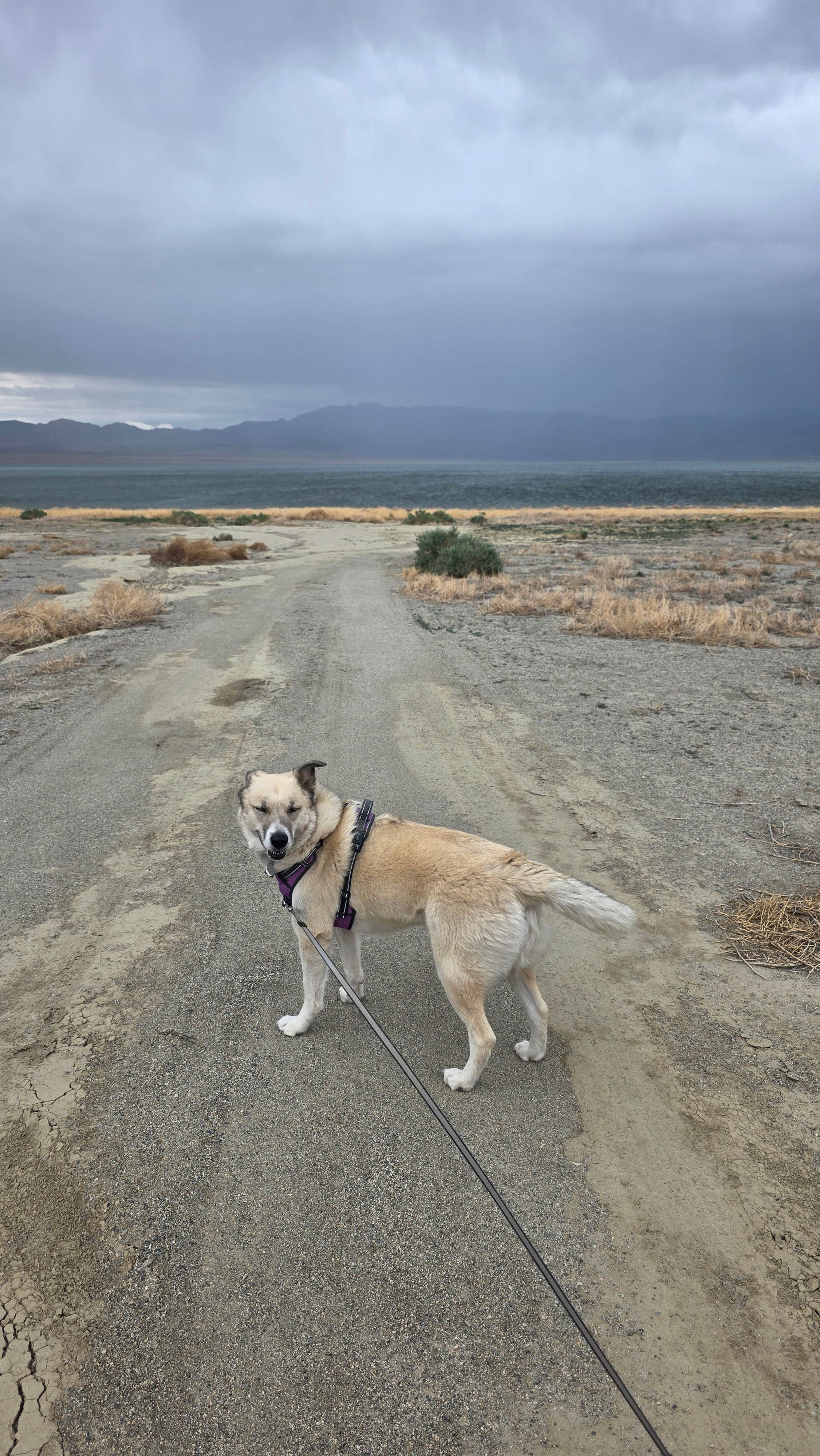 Renee T.'s photo of camping with pets at Tamarack Beach near Hawthorne, NV