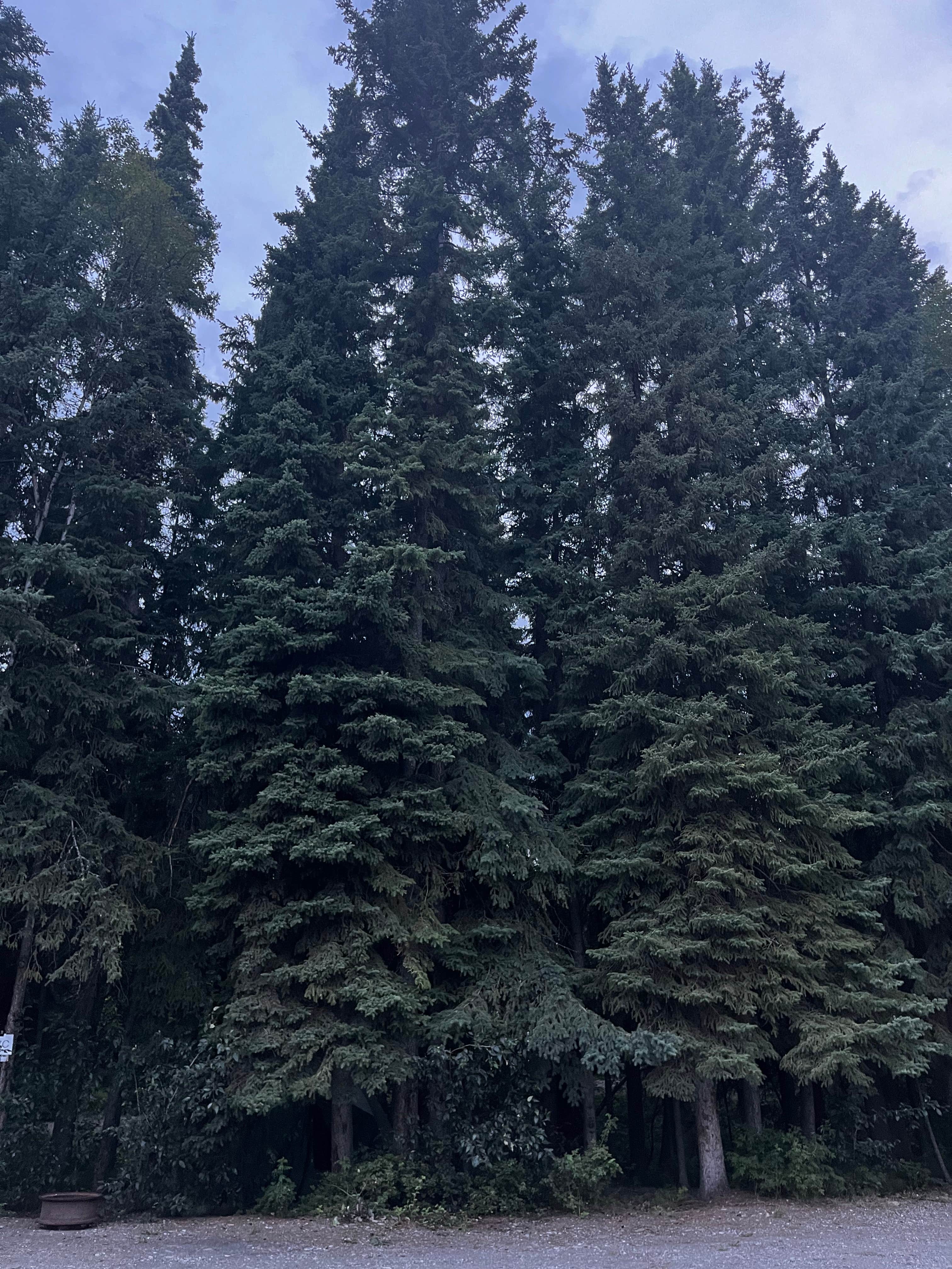 Camper-submitted photo at Tanana Valley Campground near Eielson AFB, AK