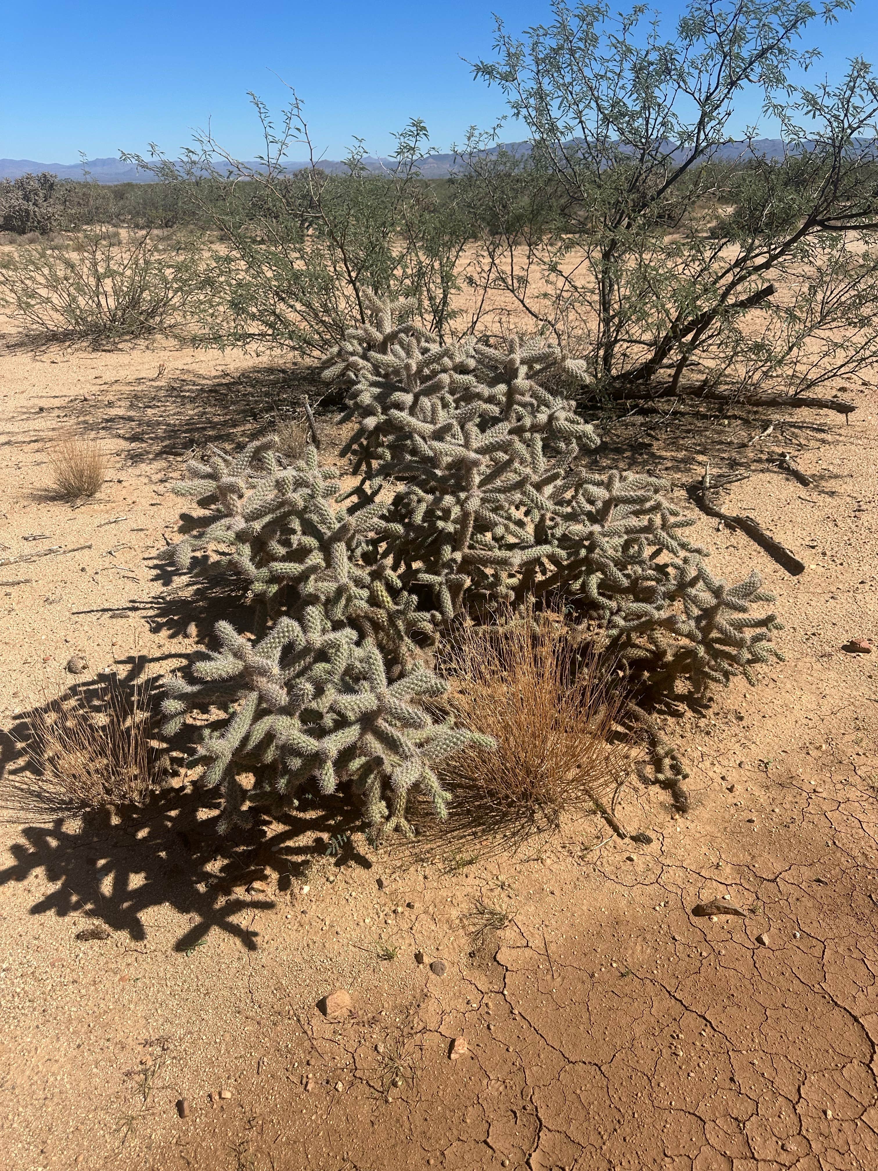 Camper-submitted photo at Tanque Road near Pima, AZ