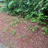Review photo of Tate Branch Campground (Clayton, Ga) — Chattahoochee Oconee National Forest by Robert G., May 25, 2026