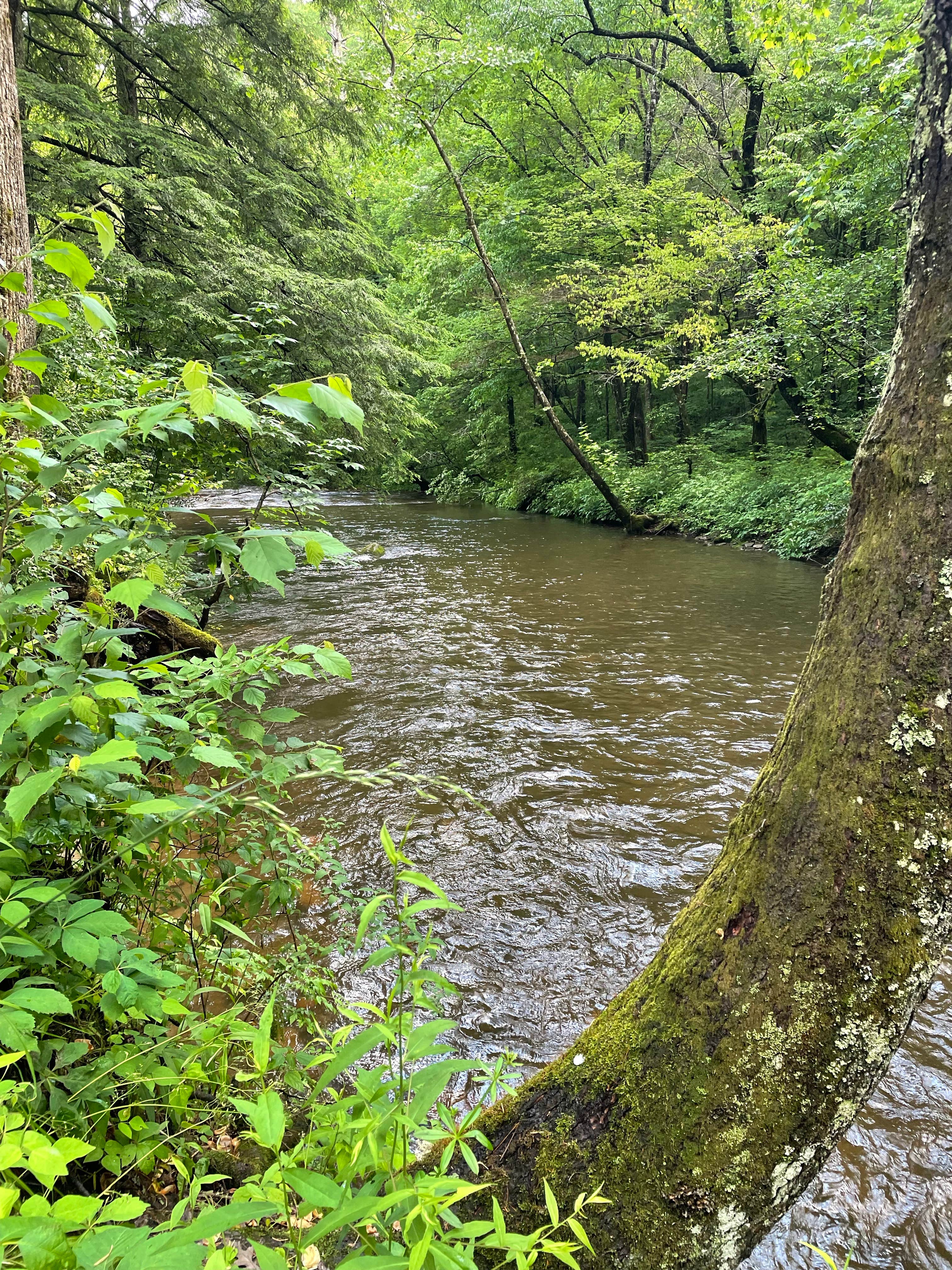 Camping near Moccasin Creek State Park Campground: Tate Branch Campground (Clayton, Ga) — Chattahoochee Oconee National Forest, Rabun Gap, Georgia