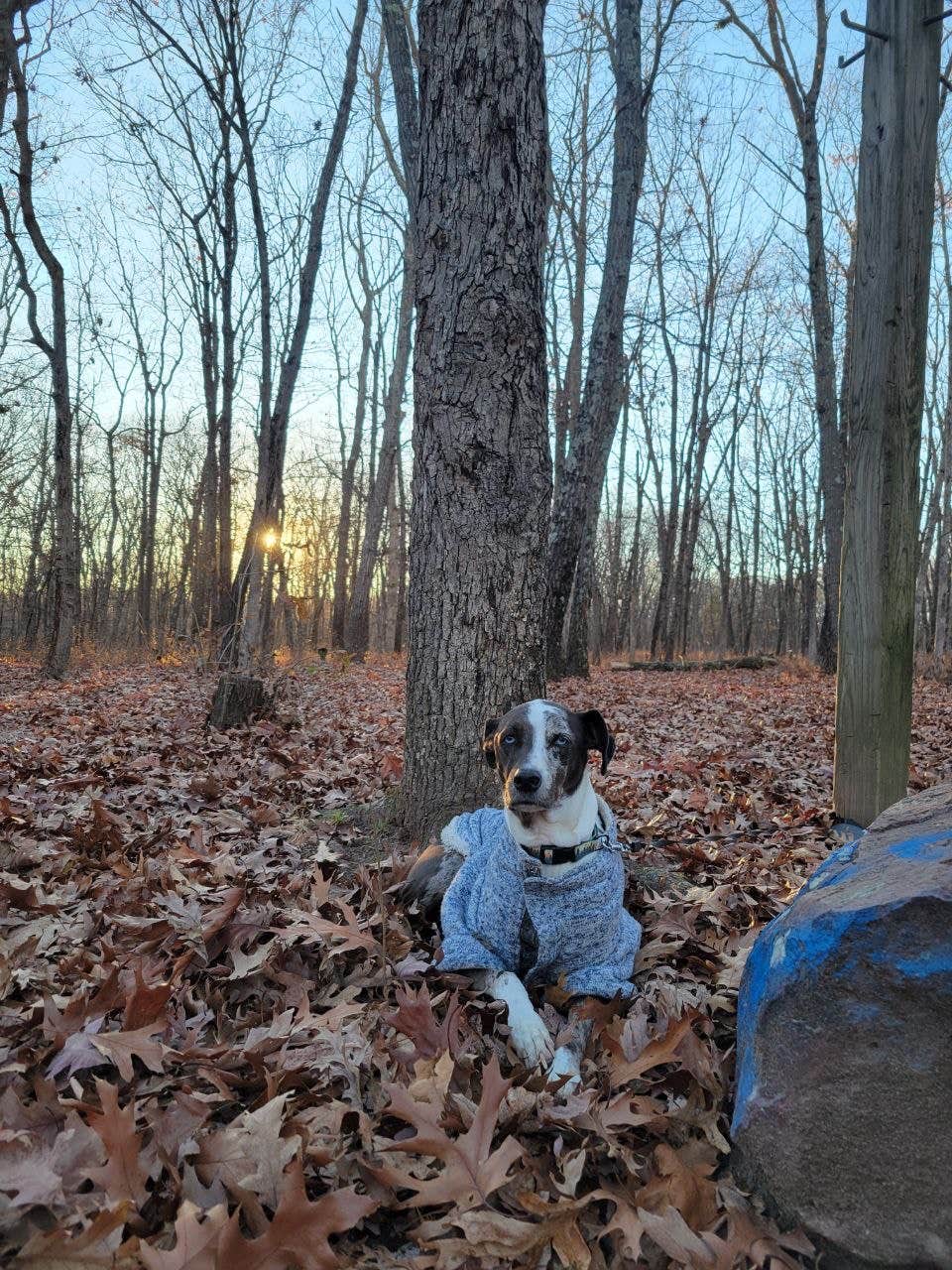 Logan W.'s photo of camping with pets at Taum Sauk Mountain State Park Campground near Park Hills, MO