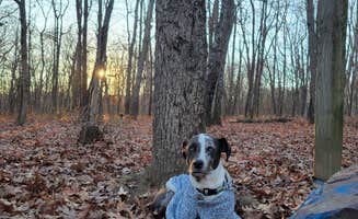 Logan W.'s photo of camping with pets at Taum Sauk Mountain State Park Campground near Pilot Knob, MO