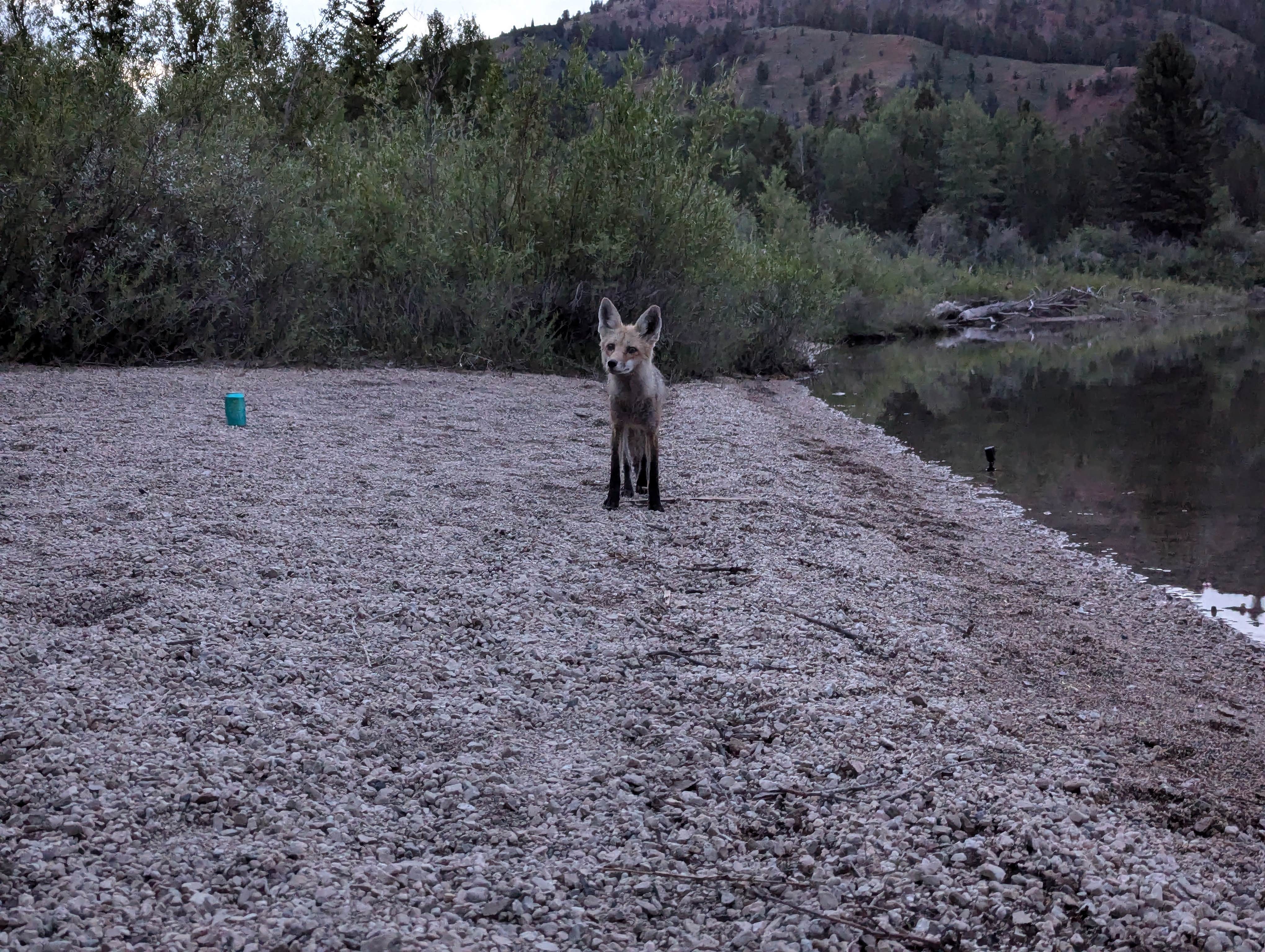 Casey B.'s photo of camping with pets at Taylor Ranch Road Dispersed Camping near Kelly, WY