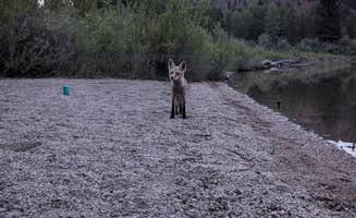 Casey B.'s photo of camping with pets at Taylor Ranch Road Dispersed Camping near Moose, WY