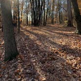 Review photo of Taylor Ridge Campground — Brown County State Park by Amanda D., November 13, 2024