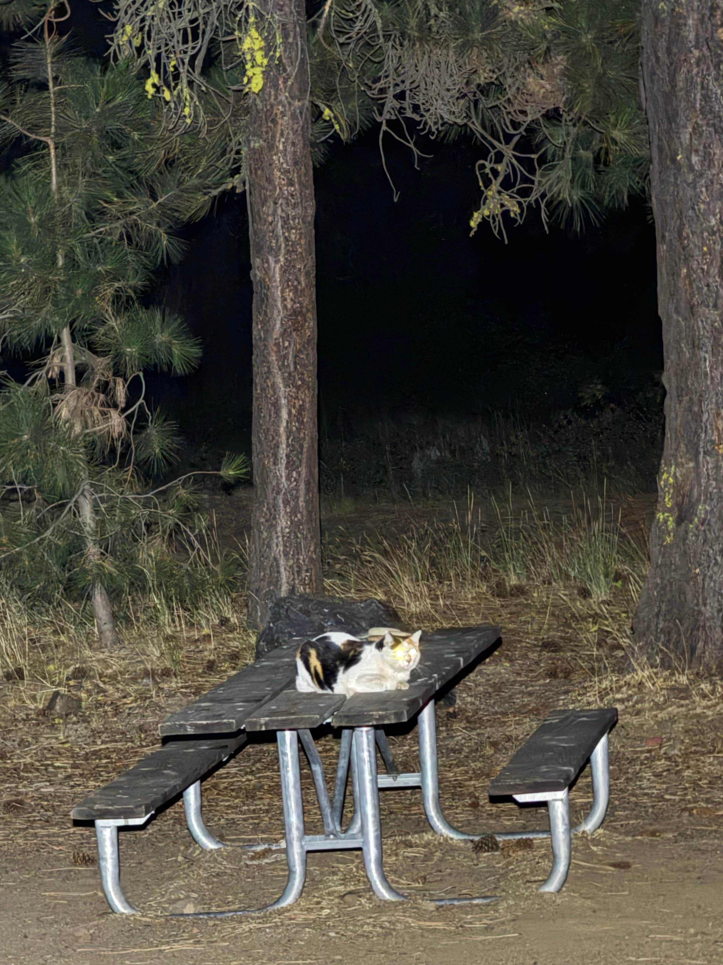 Cassiey K.'s photo of camping with pets at Teanaway Campground near Okanogan-Wenatchee National Forest