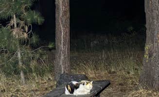 Cassiey K.'s photo of camping with pets at Teanaway Campground near Easton, WA