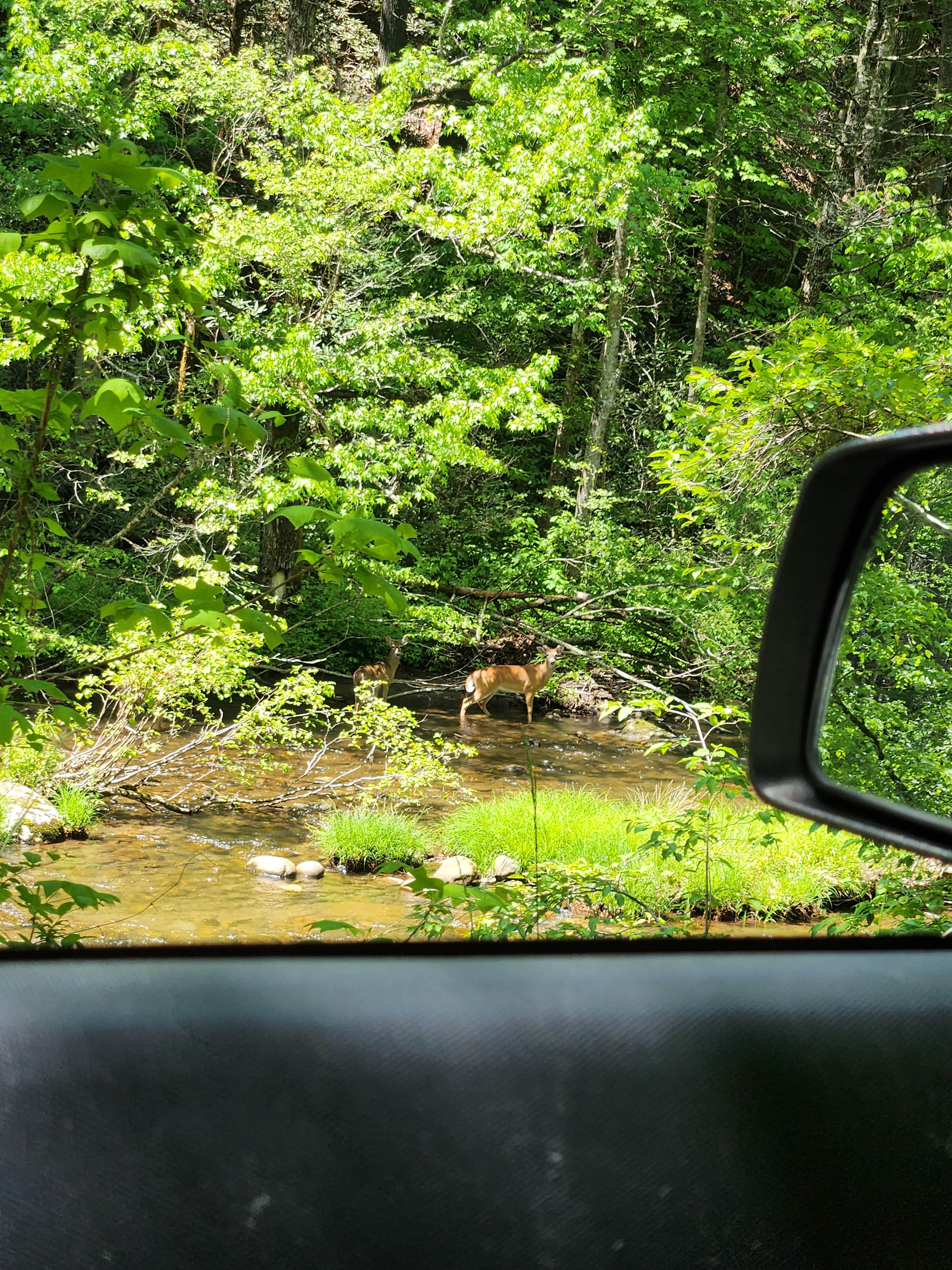 Camper submitted image from Tellico River Campgrounds - 3