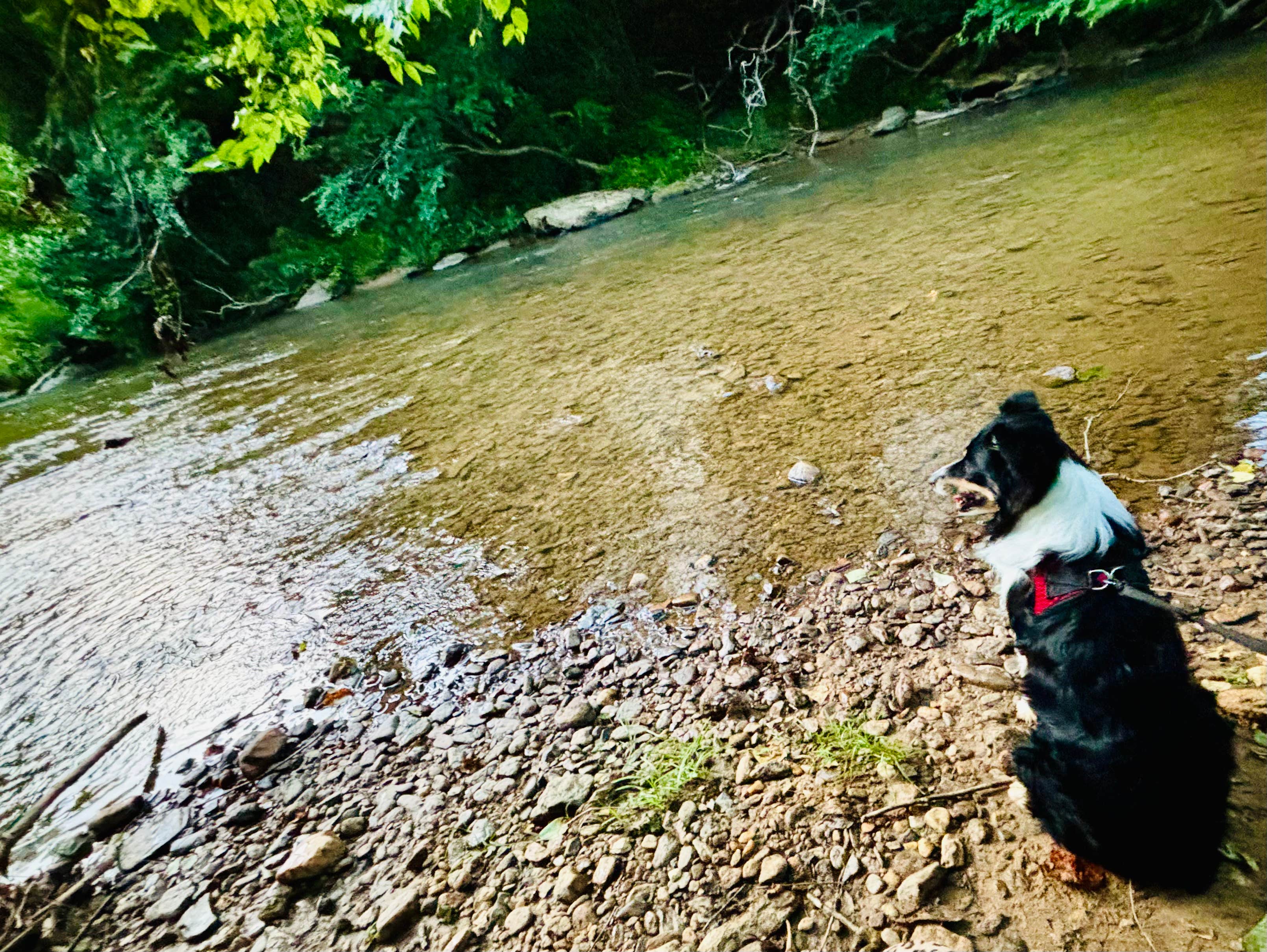 L&A C.'s photo of camping with pets at Tellurian Campground near Boiling Springs, NC