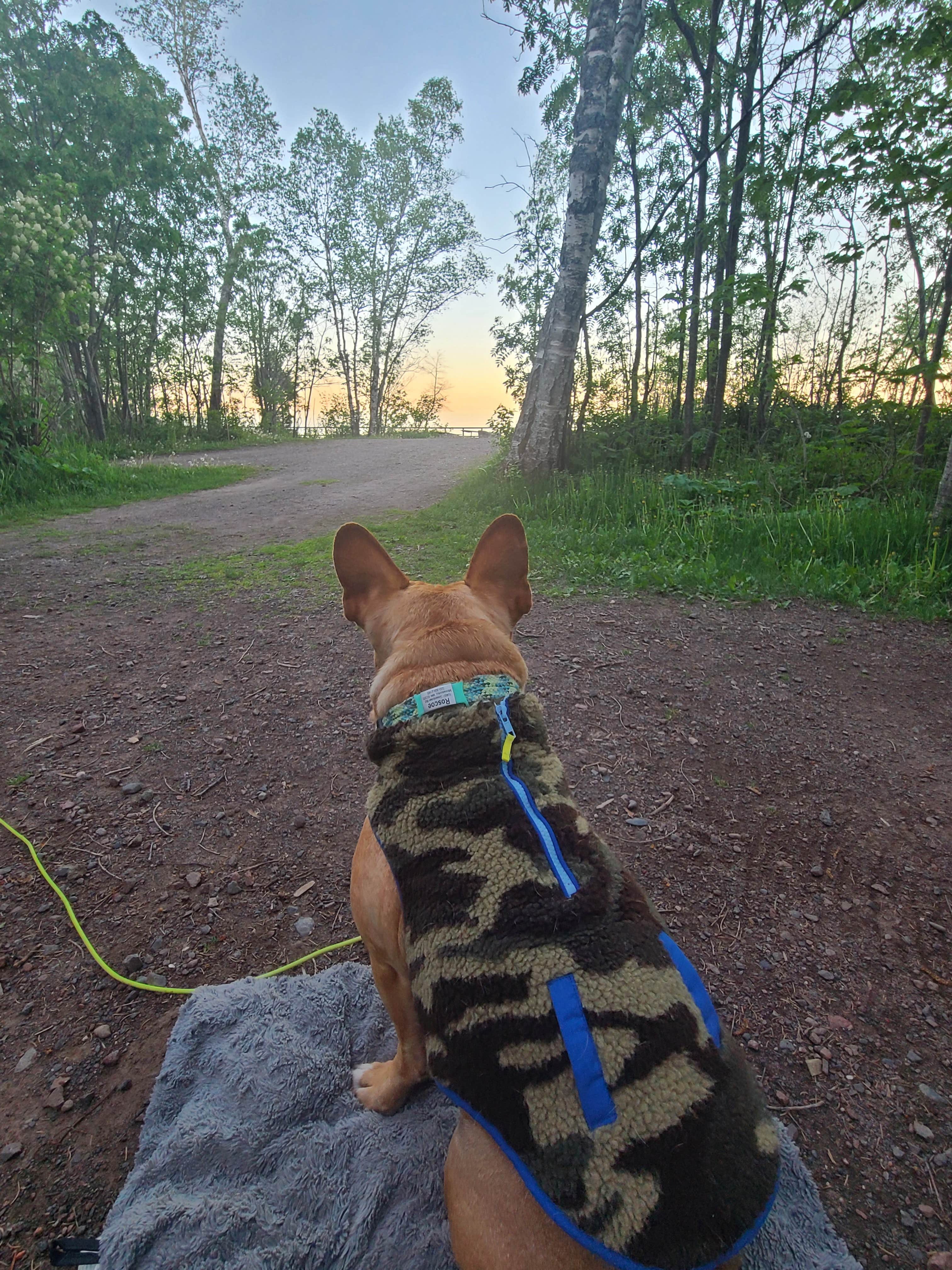 Tori K.'s photo of camping with pets at Temperance River State Park Campground in Minnesota