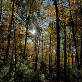 Review photo of Bandy Creek Campground — Big South Fork National River and Recreation Area by Teresa D., October 25, 2024