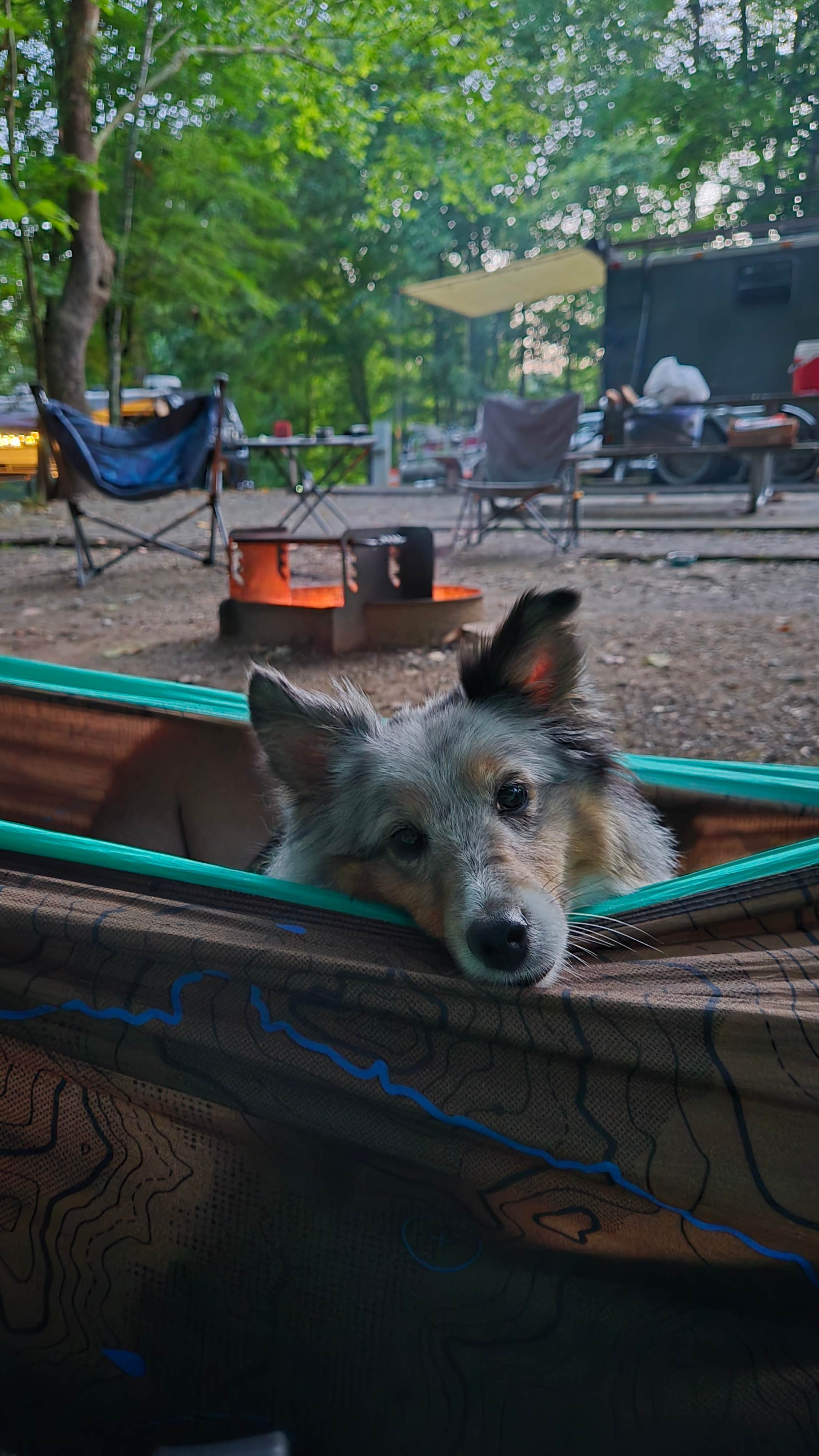 Mary D.'s photo of camping with pets at Big Ridge State Park Campground near Rutledge, TN