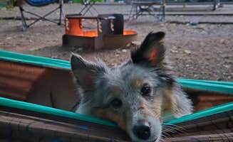 Mary D.'s photo at Big Ridge State Park Campground near Duff, TN