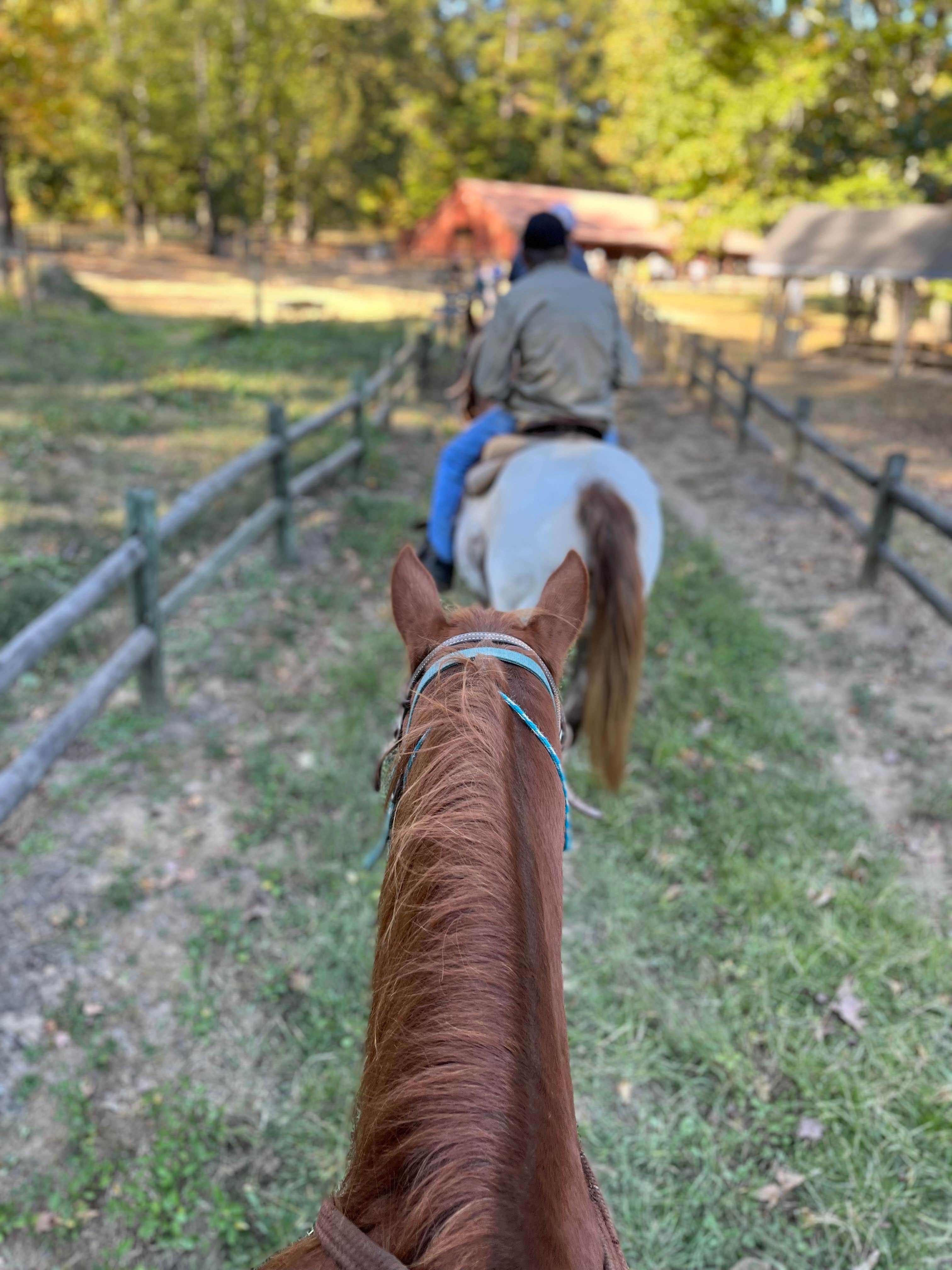 Amanda F.'s photo of camping with a horse at Chickasaw State Park Campground near Jackson, TN