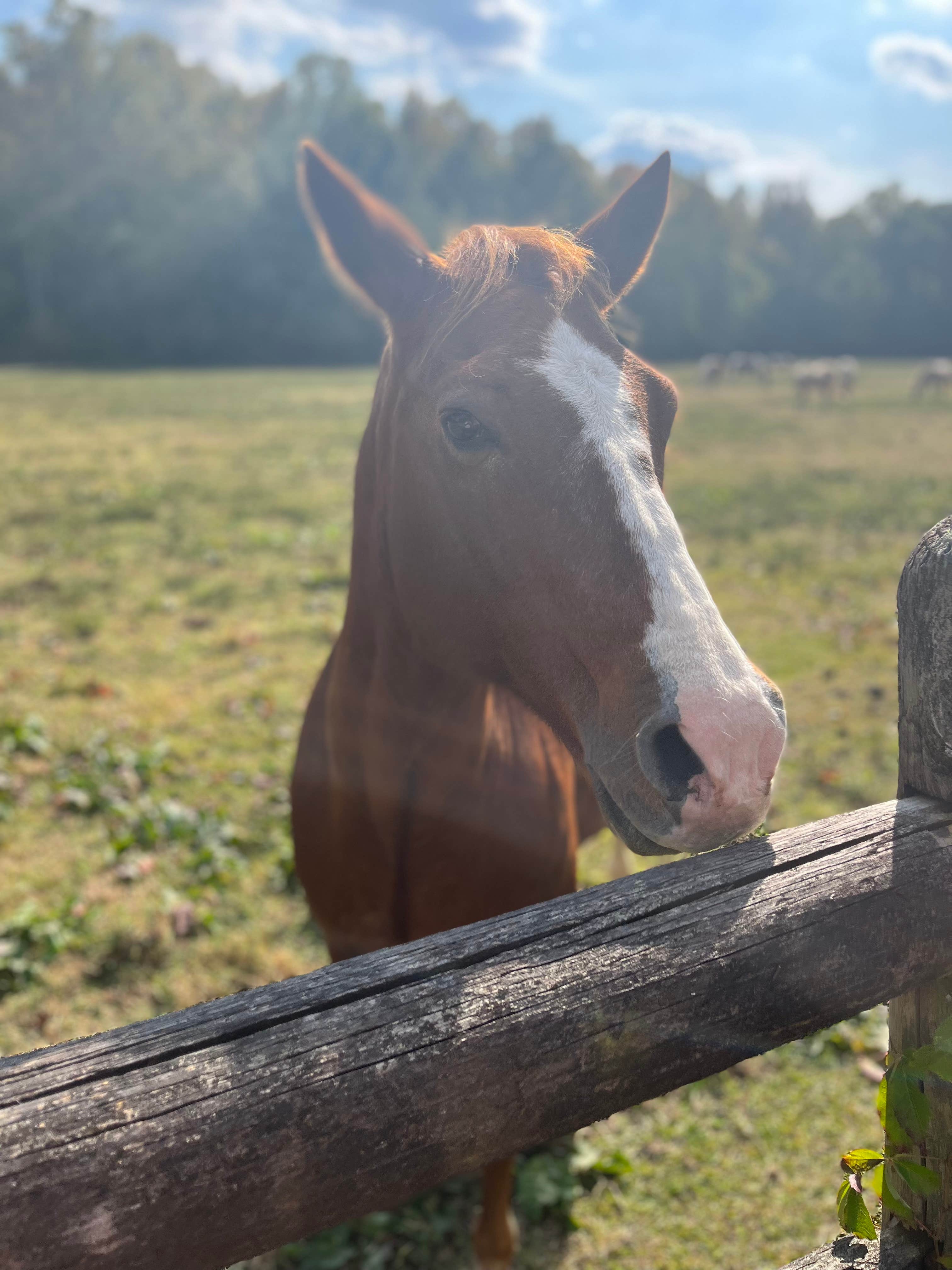 Amanda F.'s photo of camping with a horse at Chickasaw State Park Campground near Milan, TN