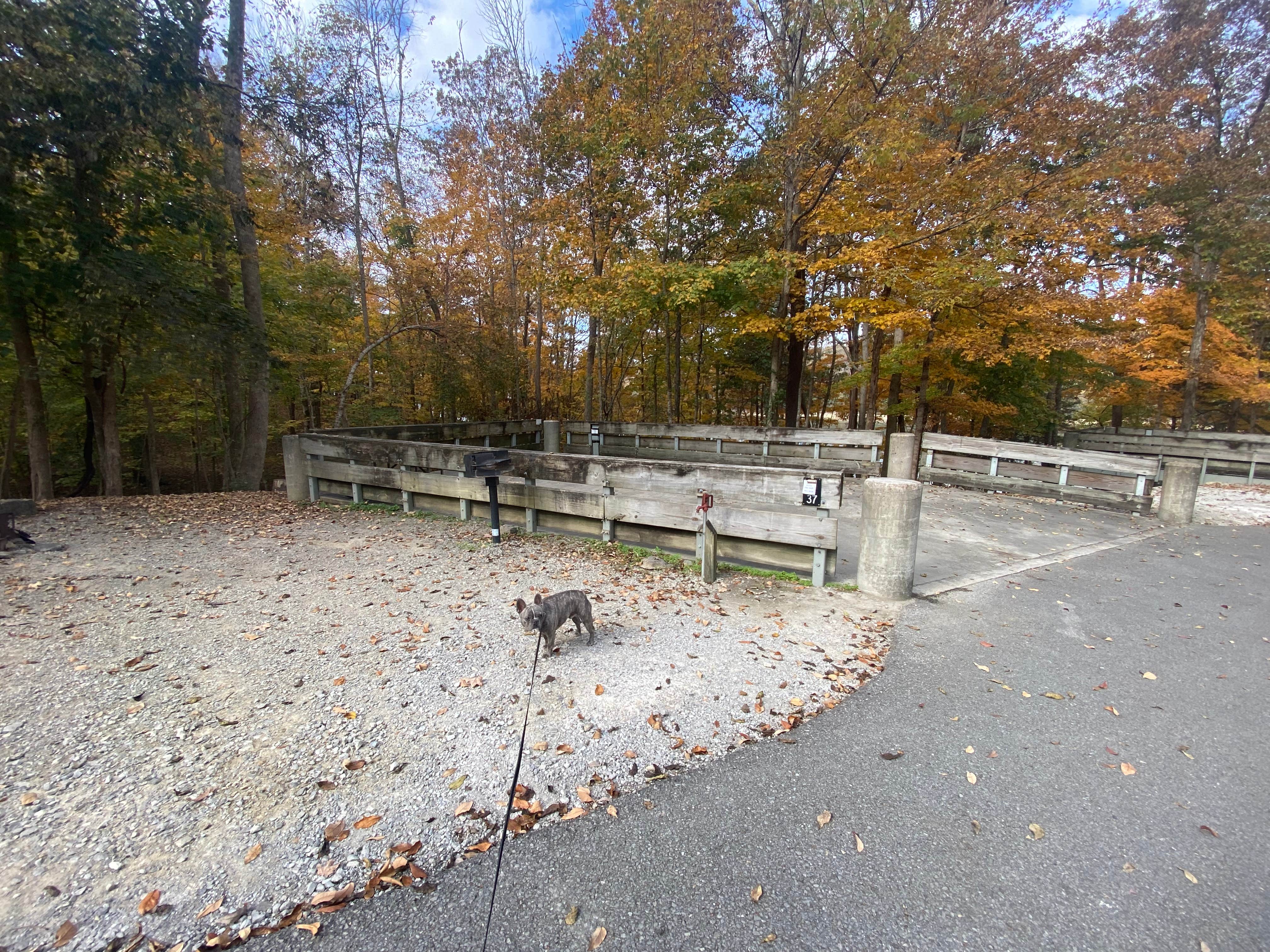 Karlie's photo of camping with pets at Edgar Evins State Park Campground near Walling, TN