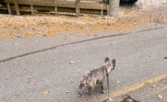 Karlie's photo of camping with pets at Edgar Evins State Park Campground near Granville, TN