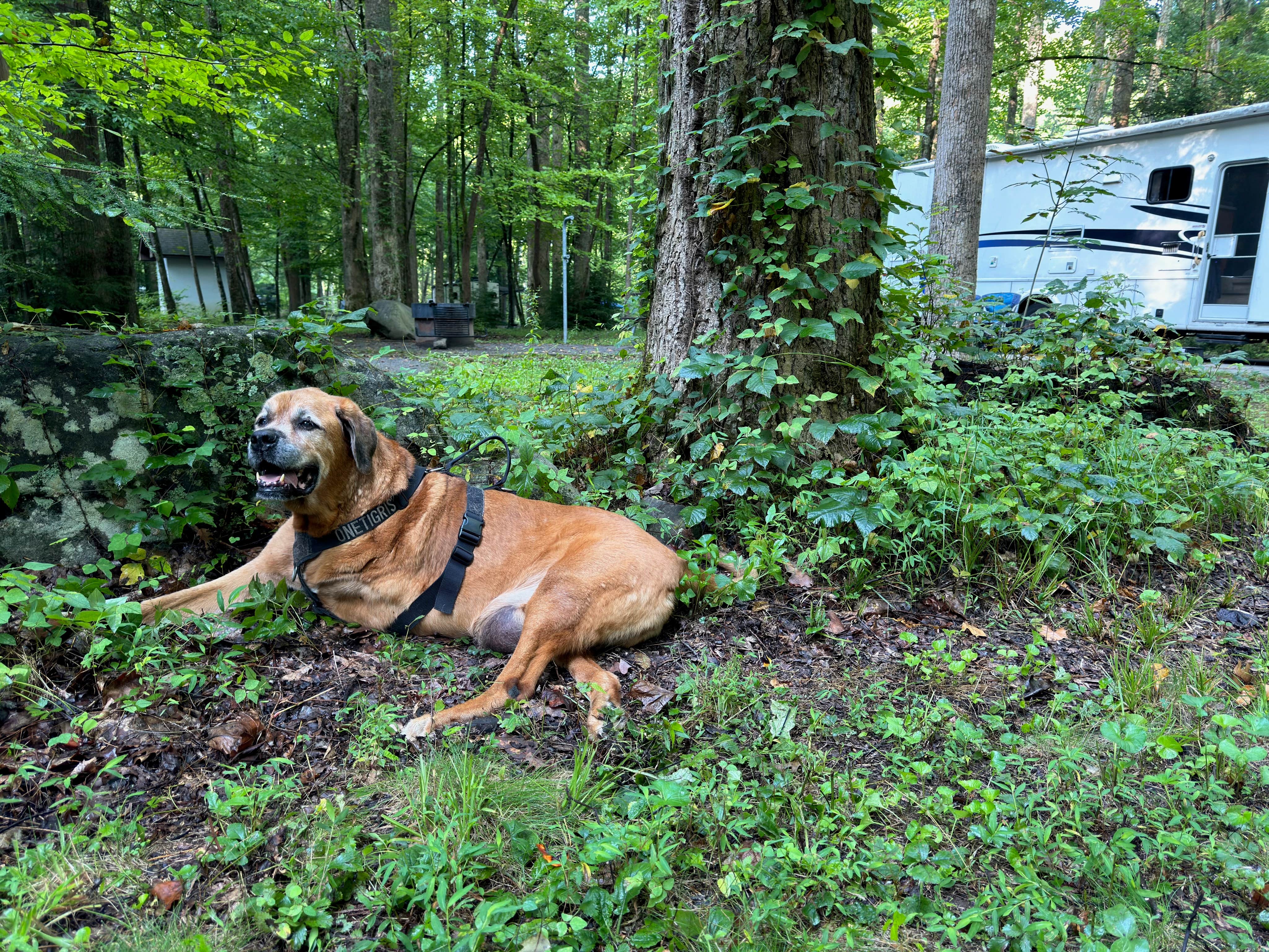 Tara C.'s photo of camping with pets at Elkmont Campground — Great Smoky Mountains National Park near Robbinsville, NC