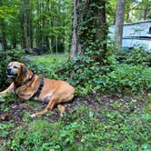 Review photo of Elkmont Campground — Great Smoky Mountains National Park by Tara C., August 24, 2024