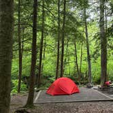 Review photo of Elkmont Campground — Great Smoky Mountains National Park by Cari E., February 7, 2026