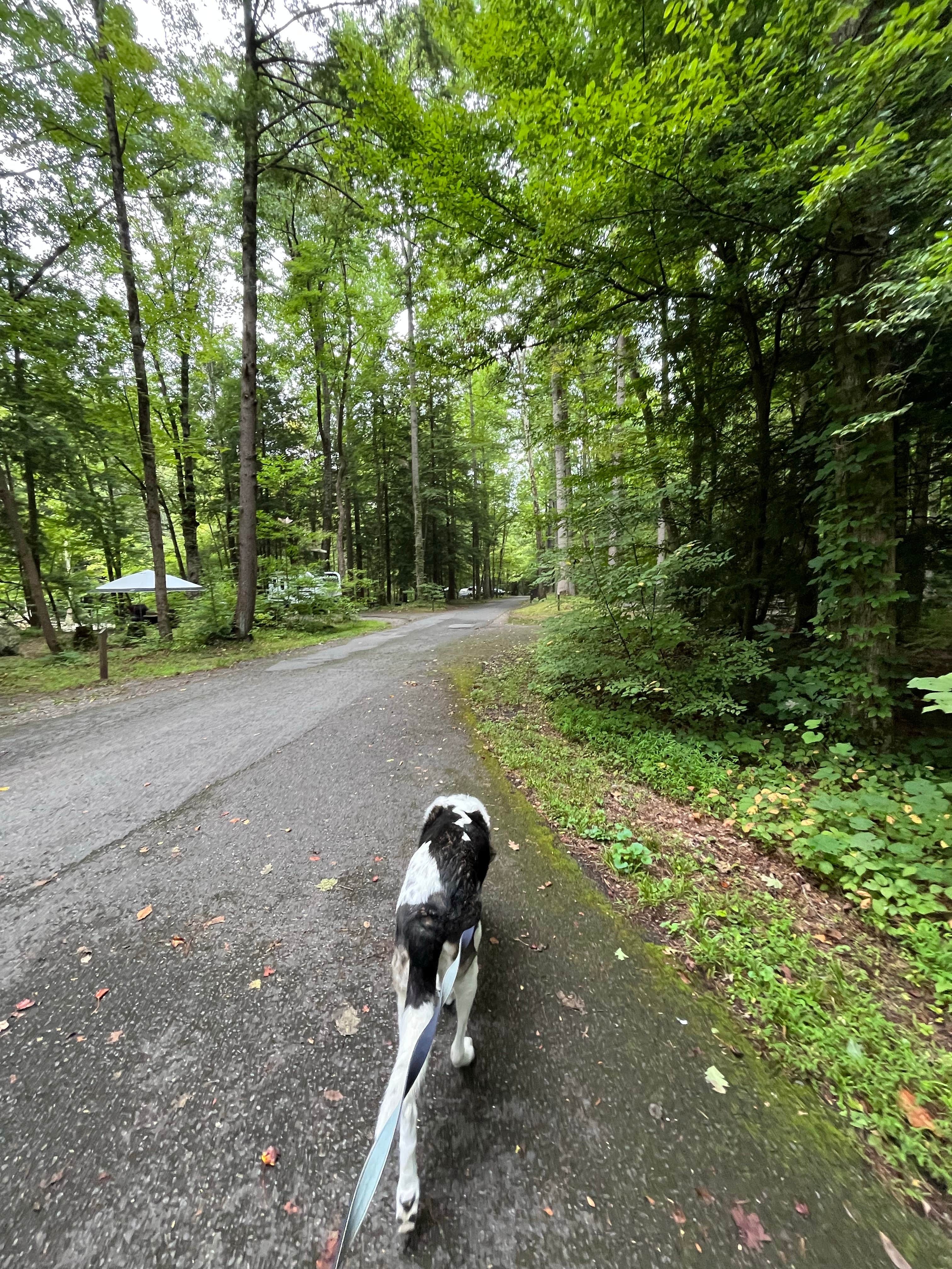 Tara C.'s photo of camping with pets at Elkmont Campground — Great Smoky Mountains National Park near Gatlinburg, TN