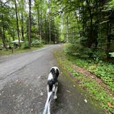 Review photo of Elkmont Campground — Great Smoky Mountains National Park by Tara C., August 24, 2024