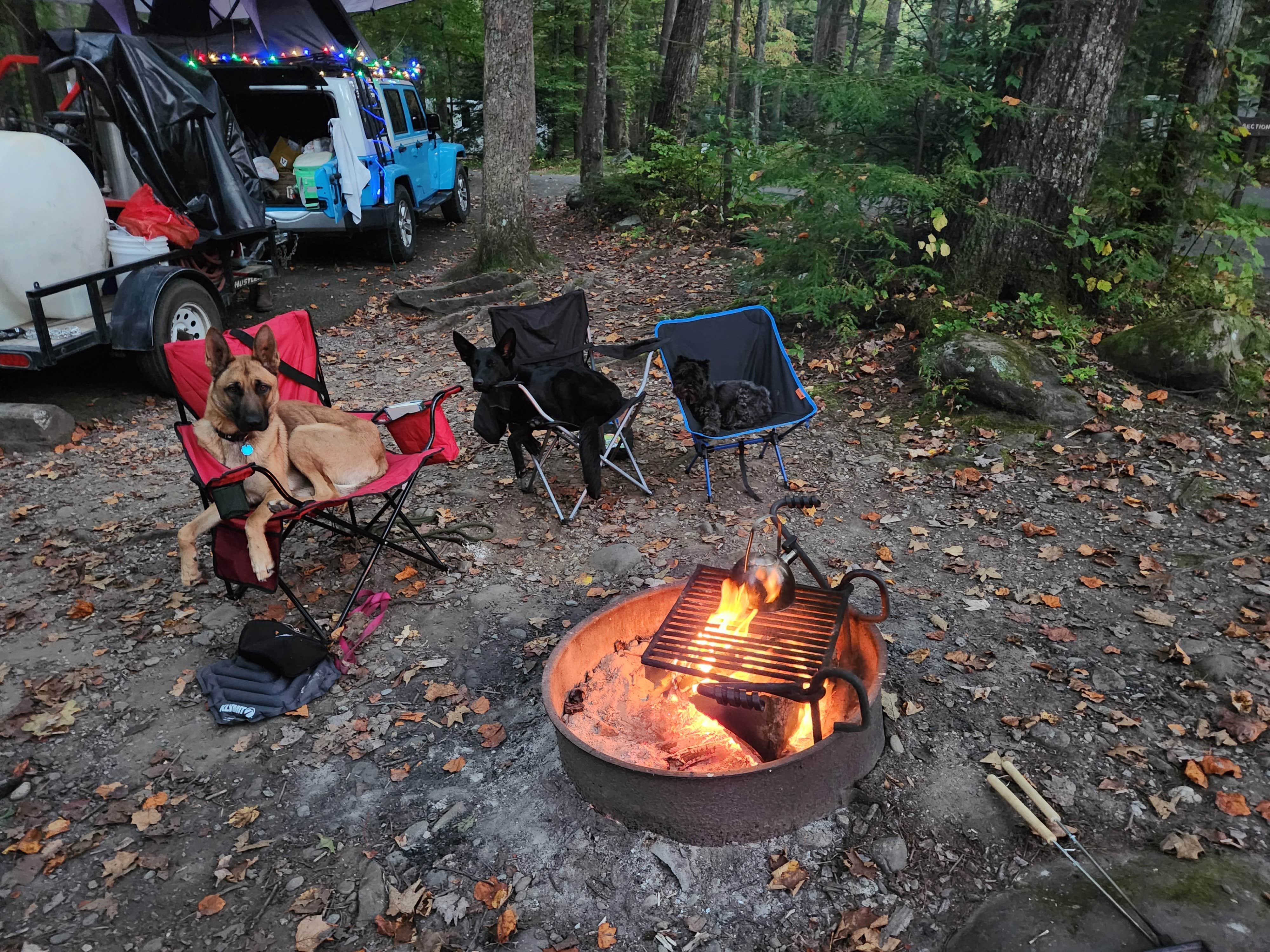 Camper submitted image from Elkmont Campground — Great Smoky Mountains National Park - 1