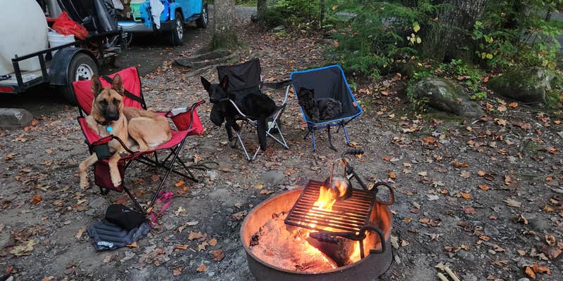Camper submitted image from Elkmont Campground — Great Smoky Mountains National Park