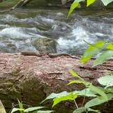 Review photo of Elkmont Campground — Great Smoky Mountains National Park by Cari E., February 7, 2026