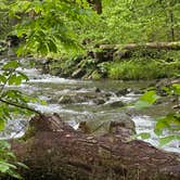 Review photo of Elkmont Campground — Great Smoky Mountains National Park by Cari E., February 7, 2026