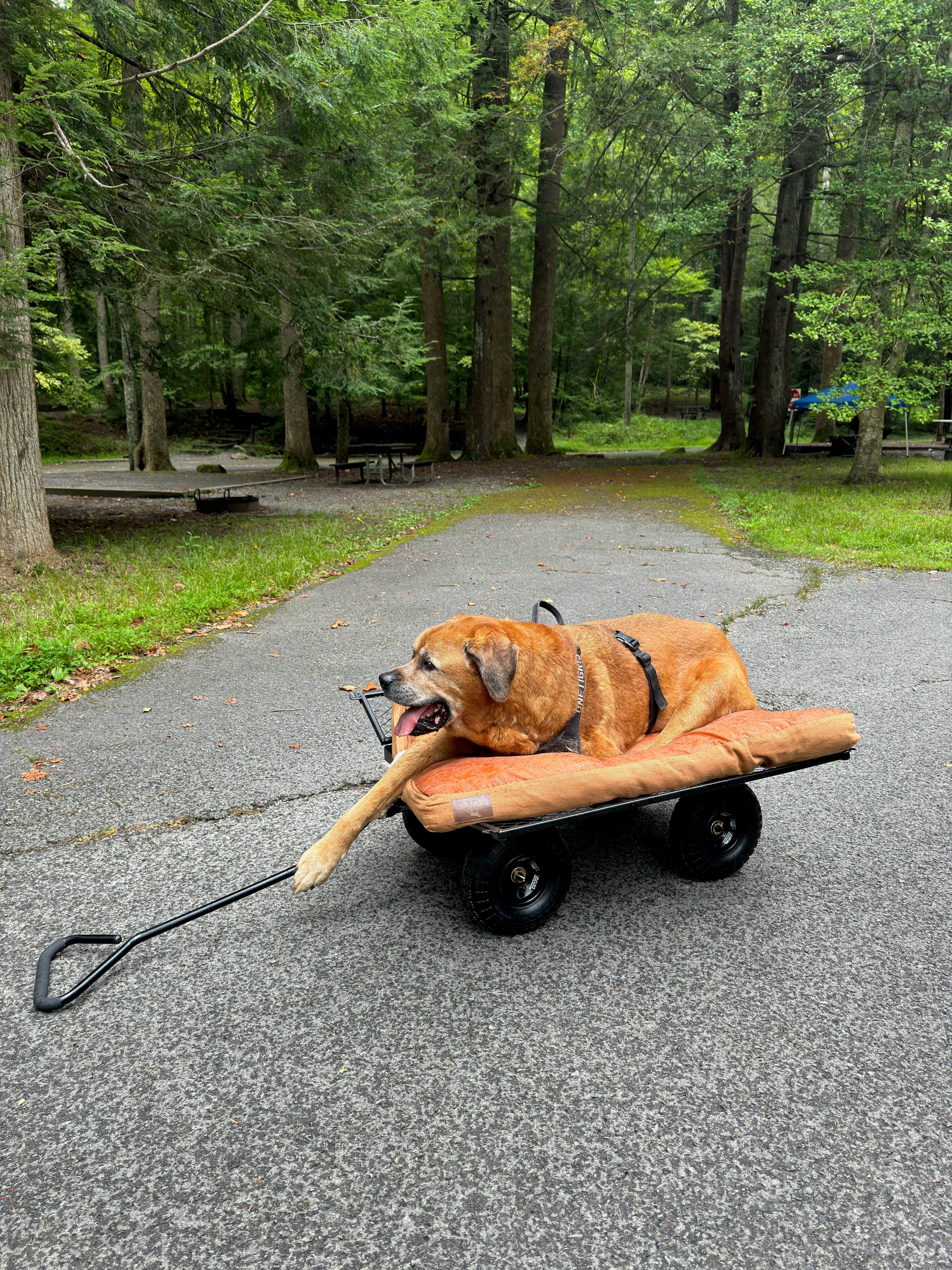 Tara C.'s photo of camping with pets at Elkmont Campground — Great Smoky Mountains National Park near Sylva, NC