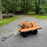 Review photo of Elkmont Campground — Great Smoky Mountains National Park by Tara C., August 24, 2024