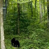 Review photo of Elkmont Campground — Great Smoky Mountains National Park by Taylor C., April 3, 2025