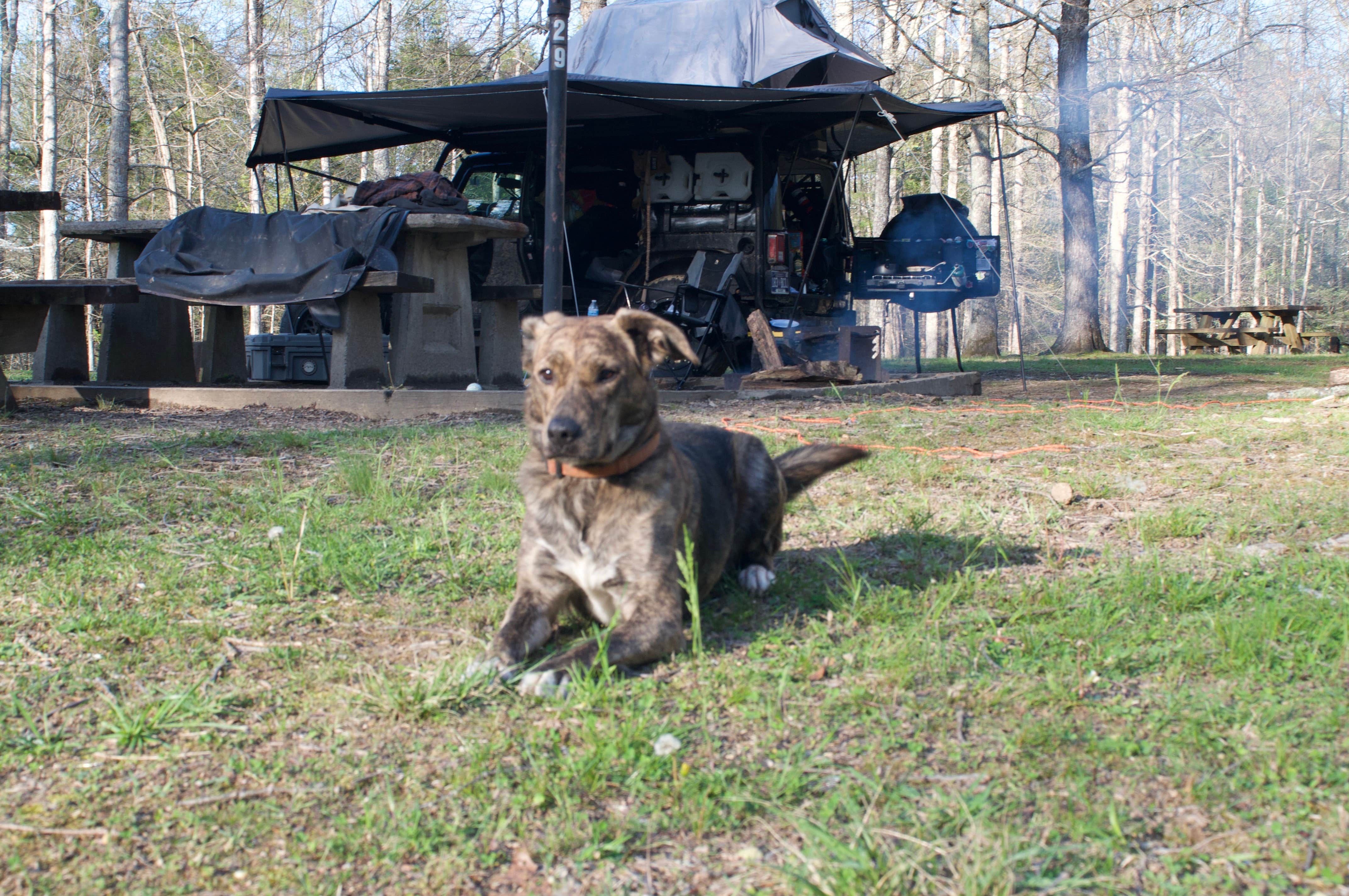 Ryan P.'s photo of camping with pets at Indian Boundary near Robbinsville, NC