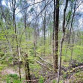 Review photo of Meeman-Shelby Forest State Park by Taylor C., April 18, 2024