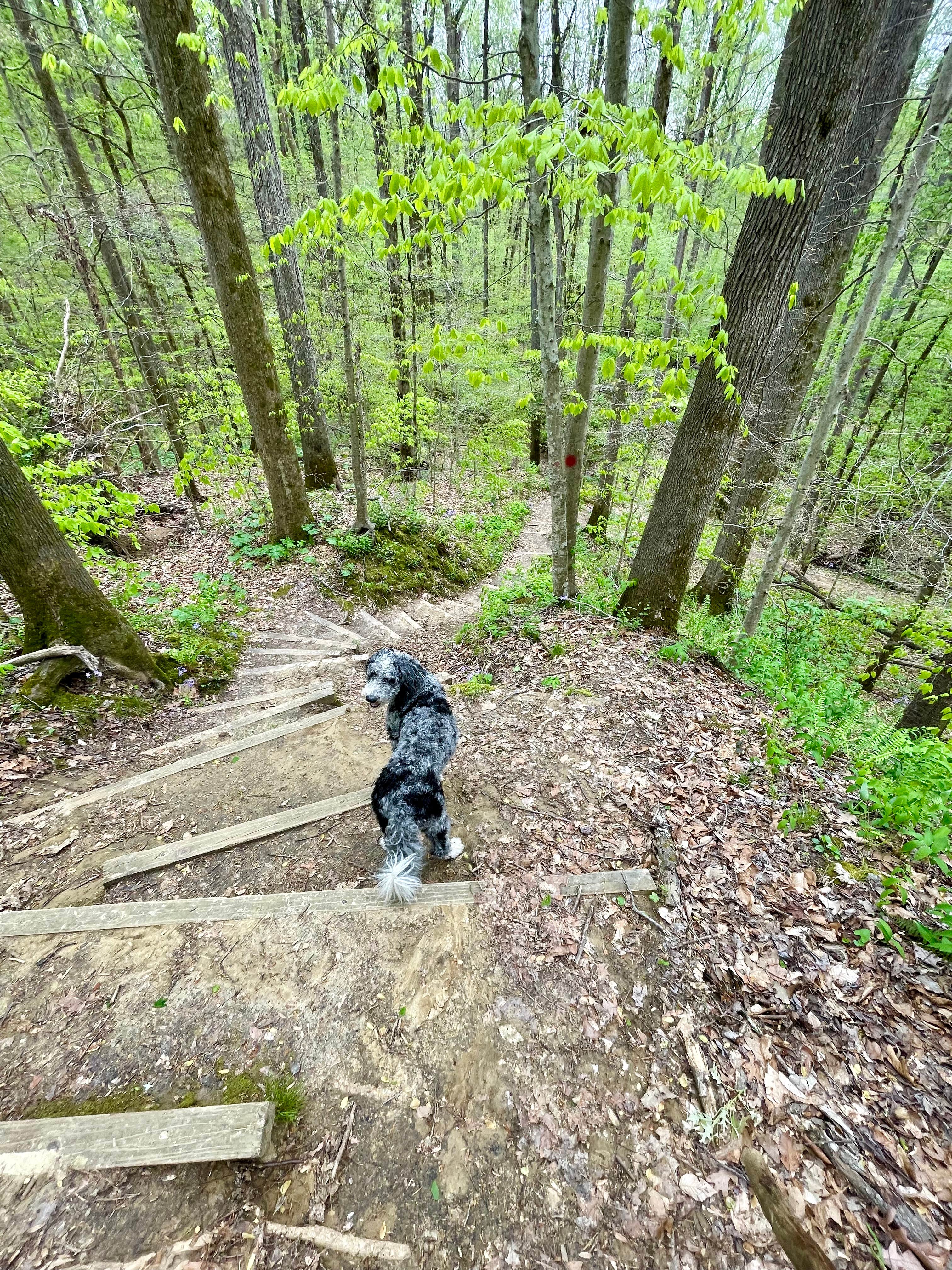 Taylor C.'s photo of camping with pets at Meeman-Shelby Forest State Park near Coldwater, MS