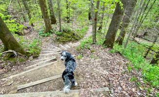 Taylor C.'s photo of camping with pets at Meeman-Shelby Forest State Park near Coldwater, MS