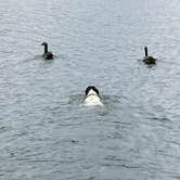 Review photo of Melton Hill Dam Campground — Tennessee Valley Authority (TVA) by Kevin J., April 14, 2026