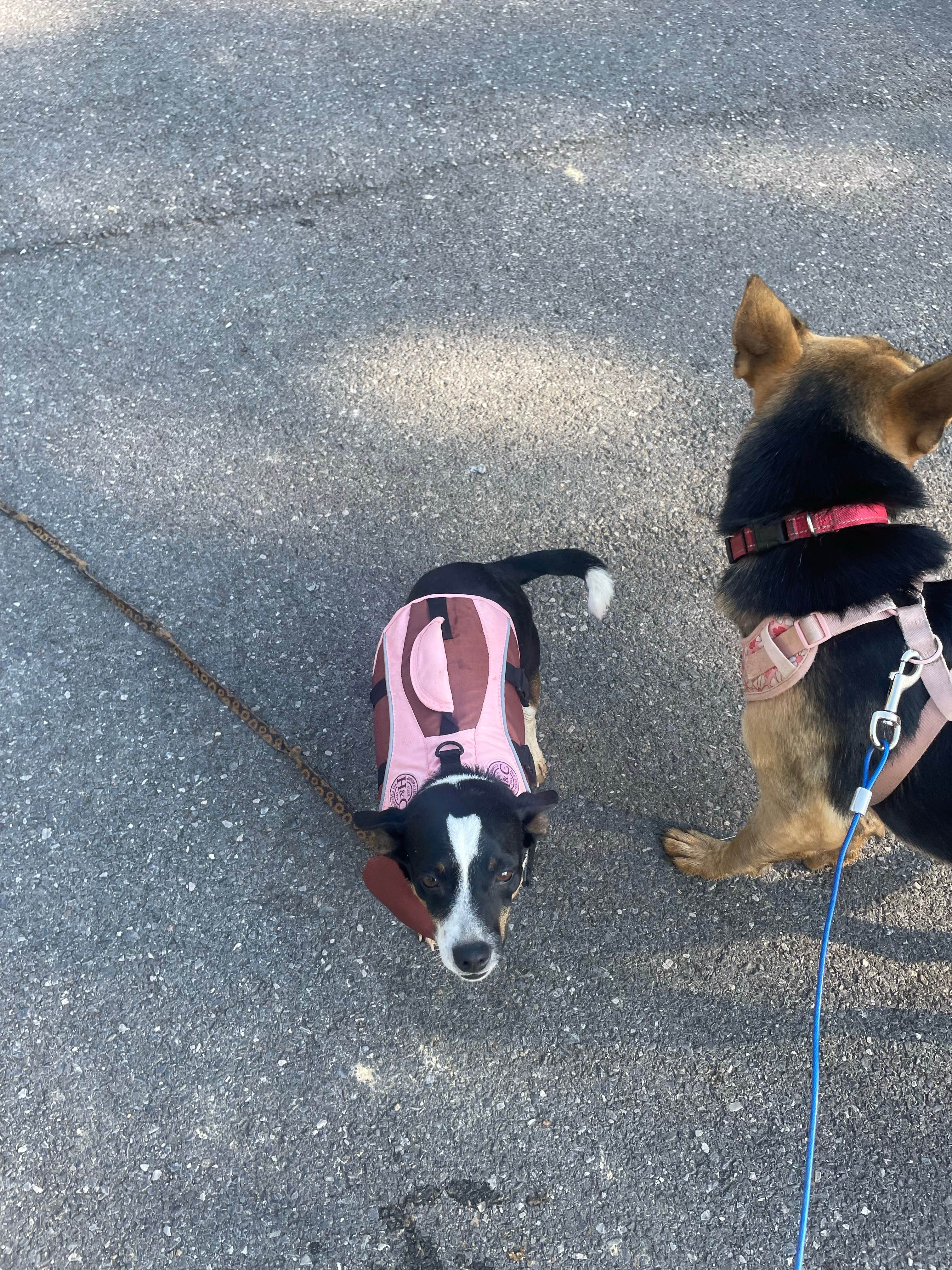 Jennifer M.'s photo of camping with pets at Panther Creek State Park Campground near Rutledge, TN