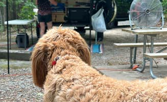 James R.'s photo of camping with pets at Pickwick Landing State Park Campground near Cherokee, AL