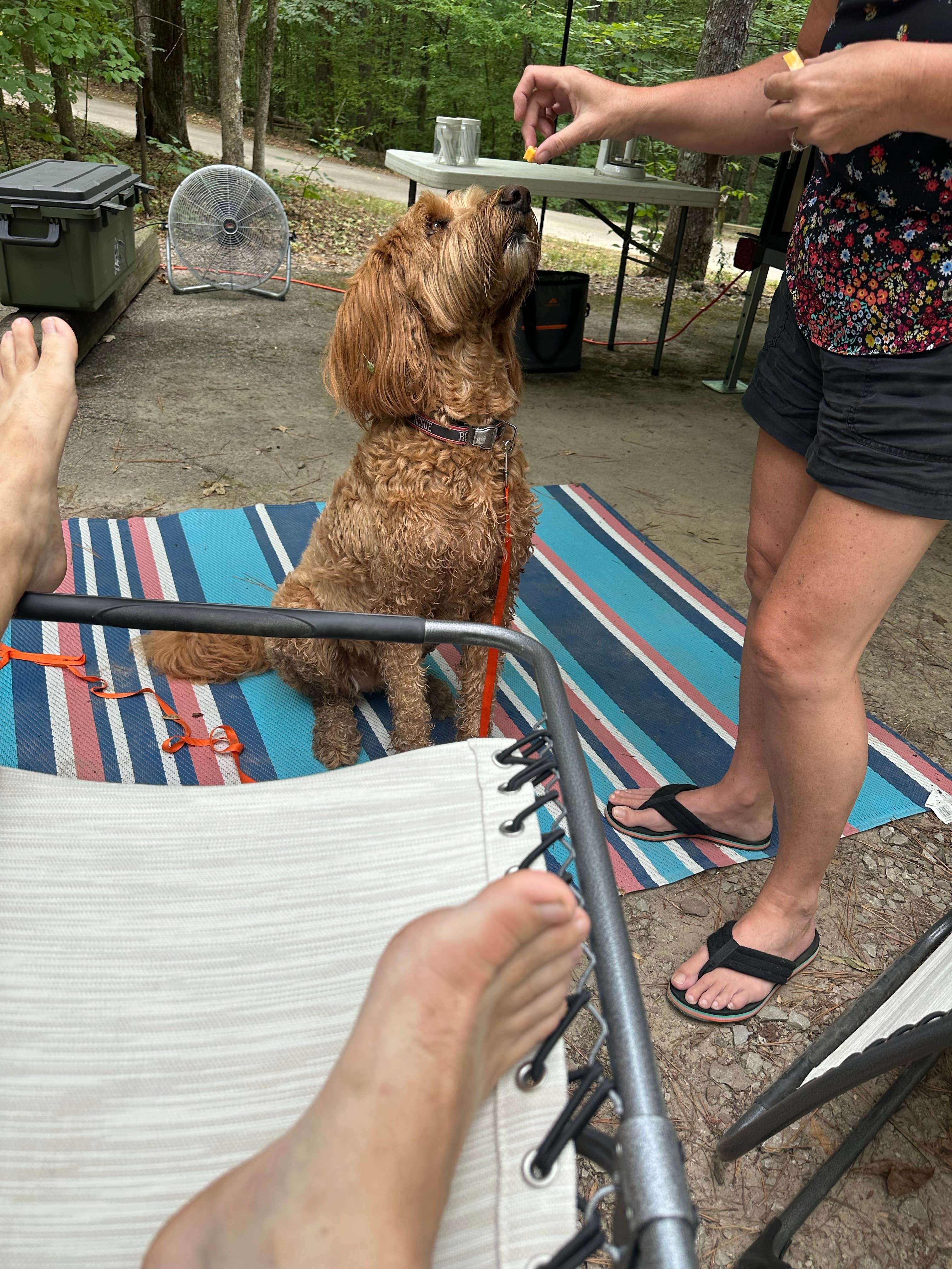 Sable A.'s photo of camping with pets at Pickwick Landing State Park Campground near Baldwyn, MS