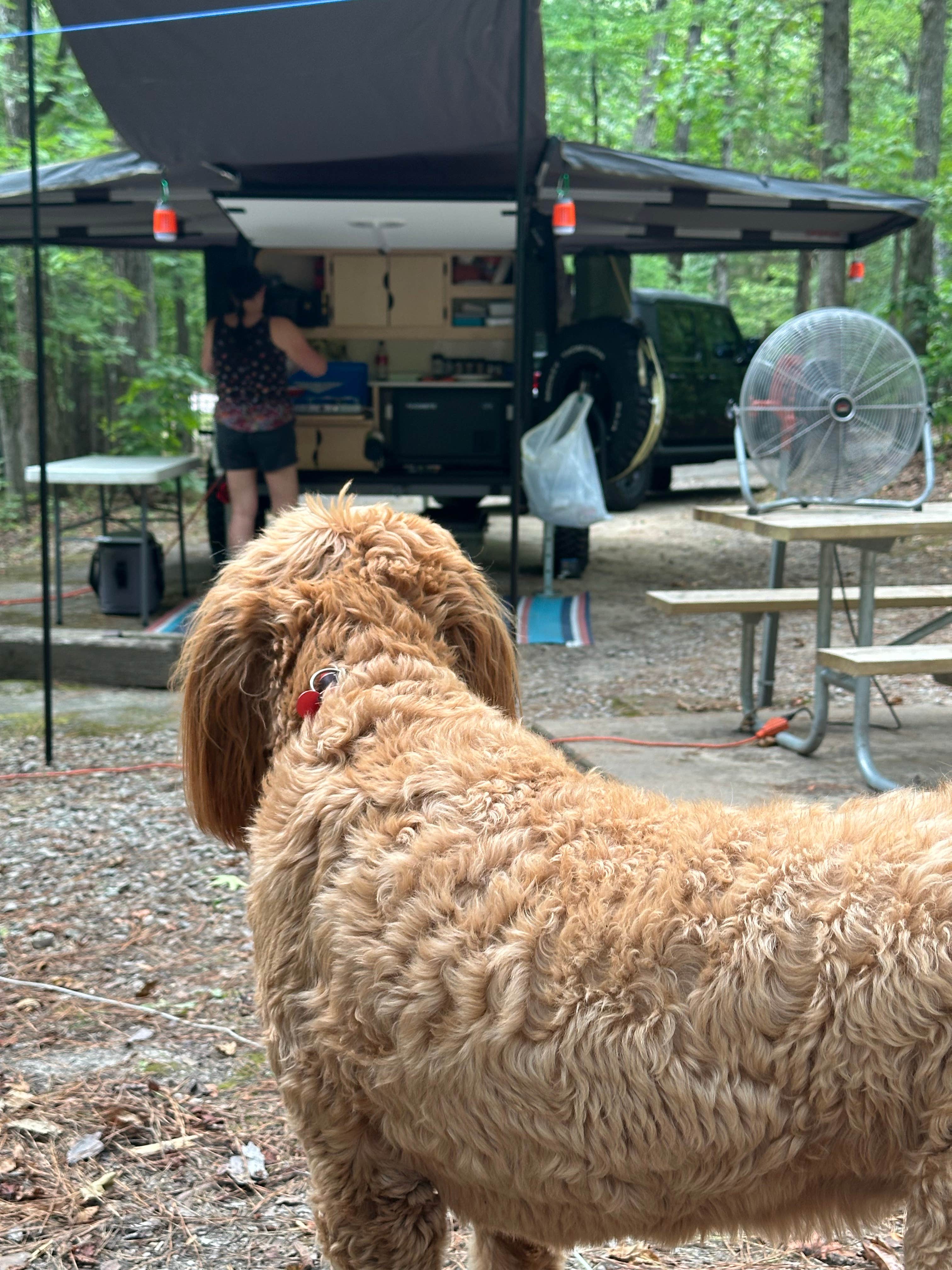 Sable A.'s photo of camping with pets at Pickwick Landing State Park Campground near Corinth, MS