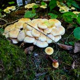 Review photo of Roan Mountain State Park Campground by Mary D., September 16, 2025