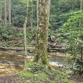 Review photo of Roan Mountain State Park Campground by A K., June 3, 2026