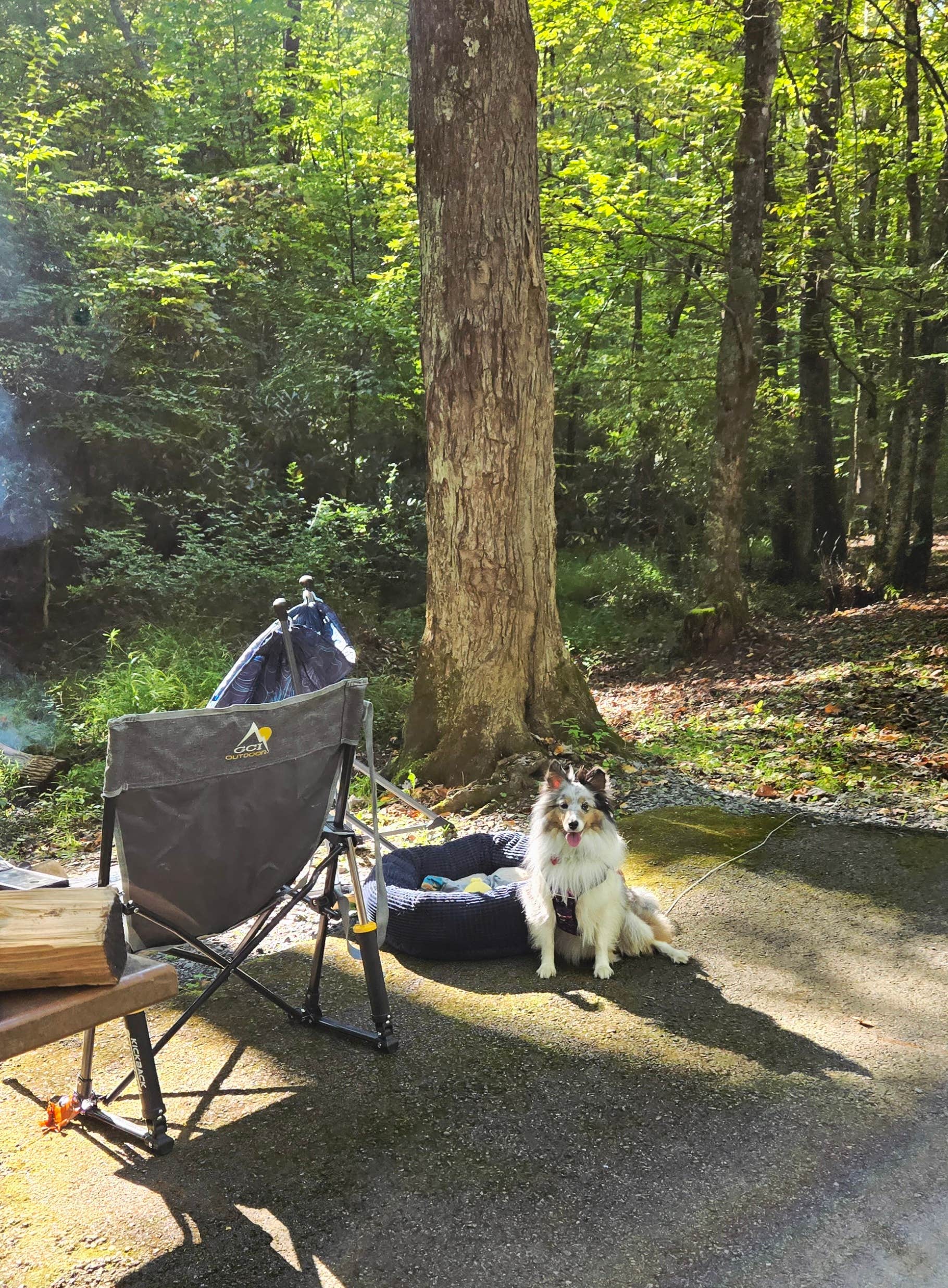 Mary D.'s photo of camping with pets at Roan Mountain State Park Campground near Elizabethton, TN
