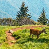 Review photo of Roan Mountain State Park Campground by Chaz M., April 29, 2024