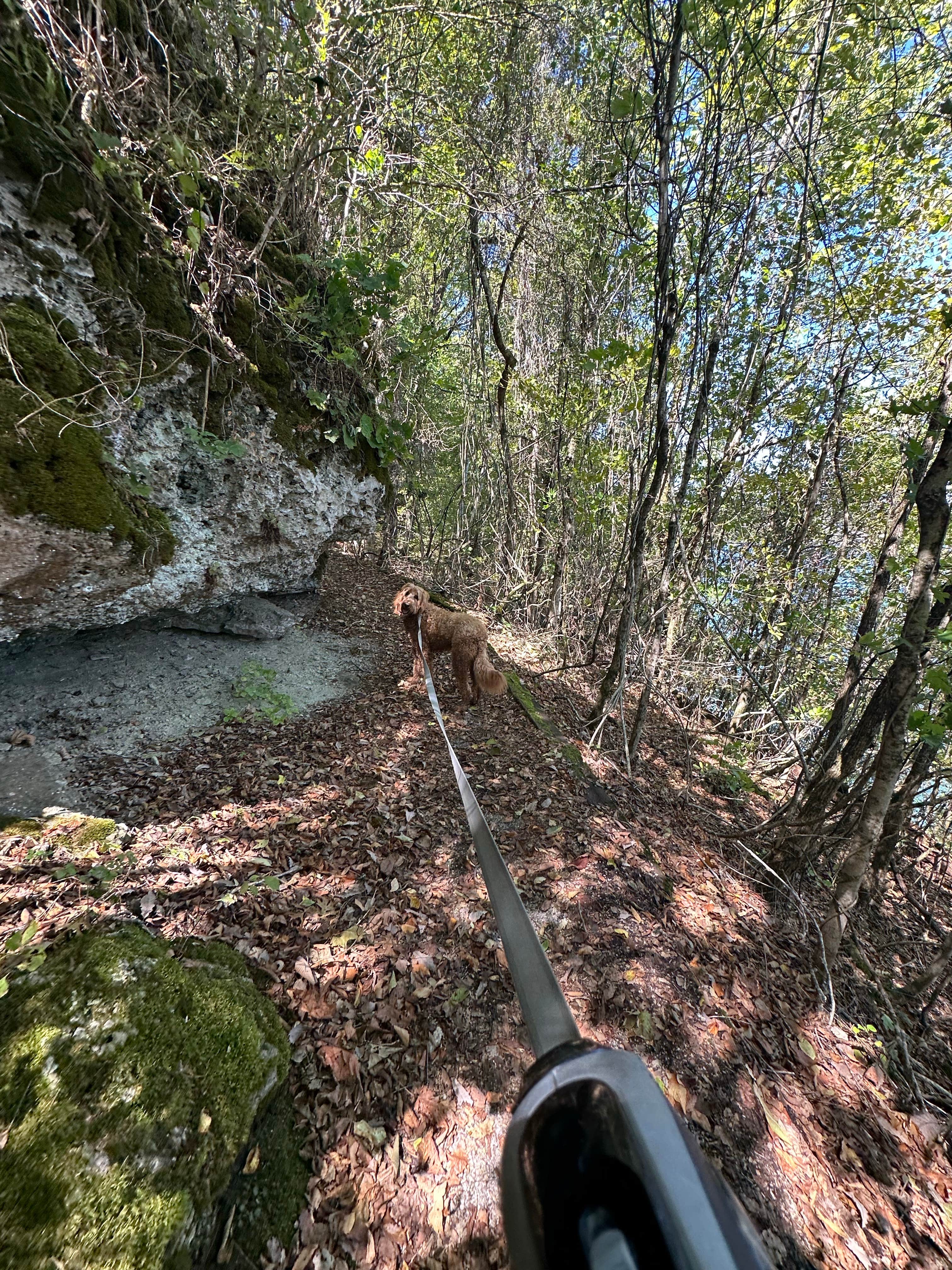 Sable A.'s photo of camping with pets at Standing Stone State Park Campground near Bloomington Springs, TN